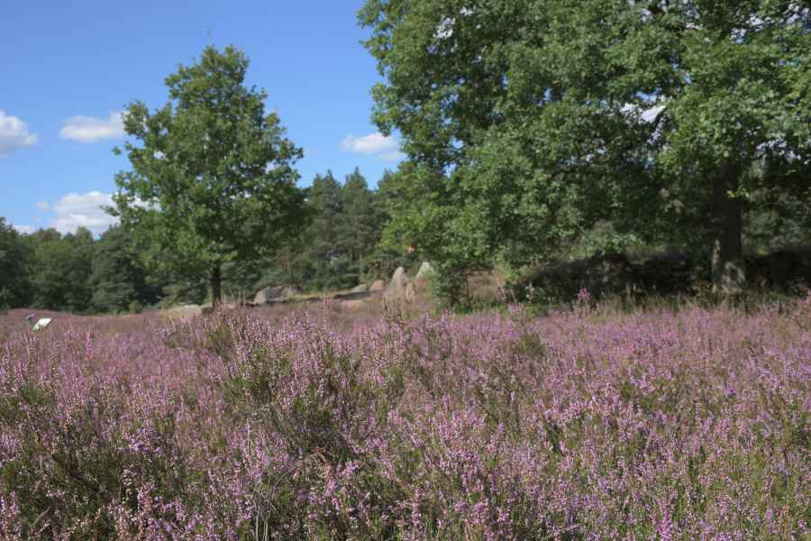 Lüneburger Heide